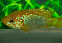 RUBRICATOCHR. LIFALILI ''NEON BLUE'' S