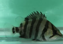 TIJGERBAARS QUADRIFASCIATUS
