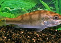 KELBERI PEACOCK BASS