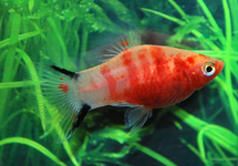 PLATY BLEEDING HEART