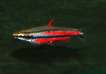 NANNOSTOMUS RUBROCAUDATUS