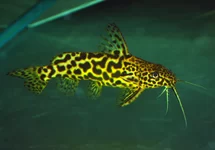 SYNODONTIS SCHOUTEDENI M