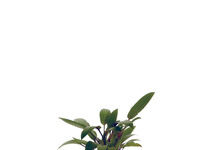 Cryptocoryne beckettii in pot (p5)