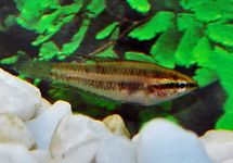 GOURAMI RÉGLISSE LINKEI