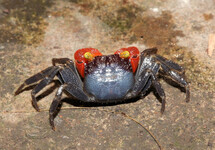 VAMPIERKRAB BANYUMAS