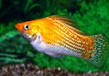 MOLLY VOILE SUNBURST