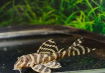 L401 HYPANCISTRUS SP. S