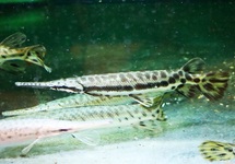 LEPISOSTEUS PLATYRHINCUS M