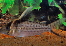 CORYDORAS ROBUSTUS
