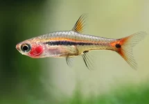 DWERGRASBORA UROPHTHALMOIDES