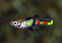 ENDLER GUP EL TIGRE (M/F)