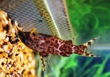 SYNODONTIS NIGRIVENTRIS M