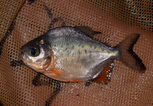 RODE PACU
