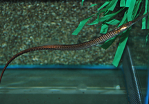 POISSON AIGUILLE BOAJA