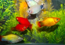 PLATY MICKEY MIX