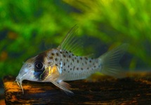 PANTSERMEERVAL ATROPERSONATUM