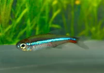 BLAUWE NEON