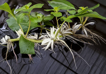 Ludwigia helminthorrhiza - LF