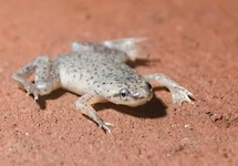 DWARF CLAWED FROG