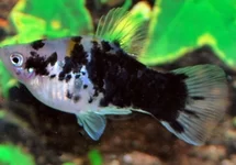 PLATY COFFEE
