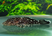 L213 ANCISTRUS SP. S