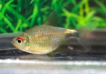 GARNET TETRA