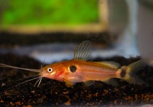 SILURE NAIN BIMACULATUS