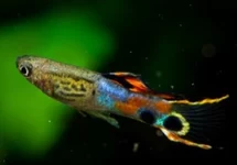 POEC. WINGEI SNAKESKIN CAMPOMA (M/F) M