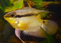 VLAGCICHLIDE COLOMBIA