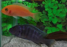 MAYLANDIA ZEBRA RED + BLUE M
