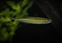 IGUANODECTES ADUJAI L