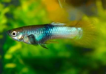 POEC. RET. PINGU MALE M