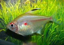 BLEEDING HEART TETRA