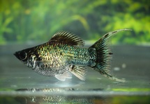 BALLOON MOLLY ELECTRIC BLUE LONGFIN