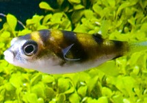 POISSON-BALLON AMAZONIEN