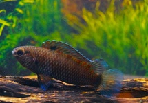 BADIS ANDREWRAOI L