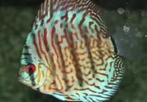 S. AEQUIFASCIATUS RED TURQUOISE S