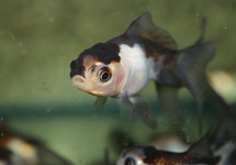 FANTAIL LIONHEAD PANDA