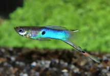 ENDLER GUP JAPAN BLUE MAN