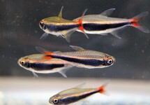 PERUVIAANSE TETRA
