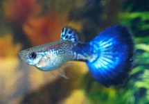 POEC. RET. SNAKESKIN PURPLE MALE M