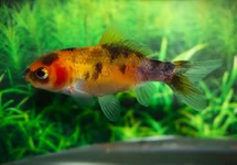 POISSON ROUGE SHUBUNKIN JAUNE
