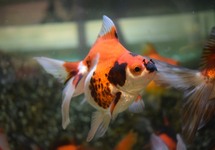 VOILE DE CHINE RYUKIN TRICOLOR