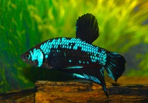 KEMPVIS PLAKAT BLUE SAMURAI MAN