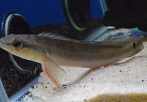 SNOEKCICHLIDE CAMETANA