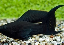 BLACK MOLLY SLUIER