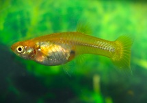 GUPPY SNAKESKIN JAUNE (FEMELLE)