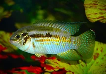 BULTKOP ACARA
