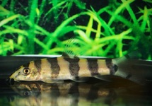 GOUDEN ZEBRA BOTIA