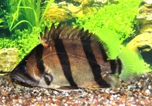 DATNIOIDES MICROLEPIS S/M